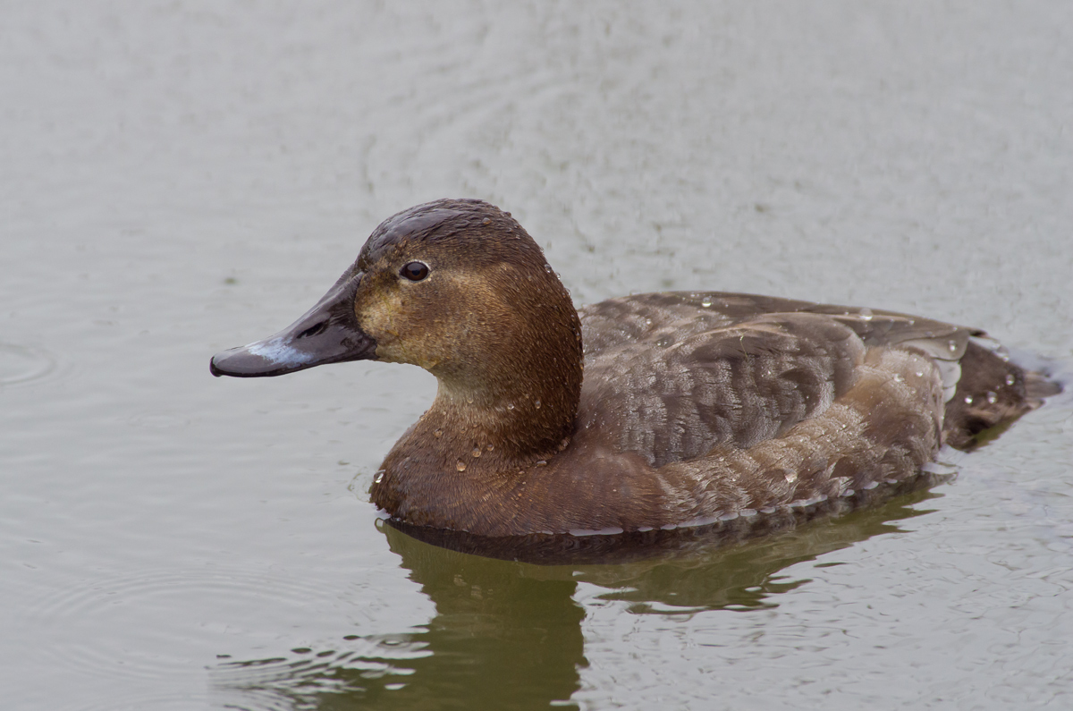 female Pochard...