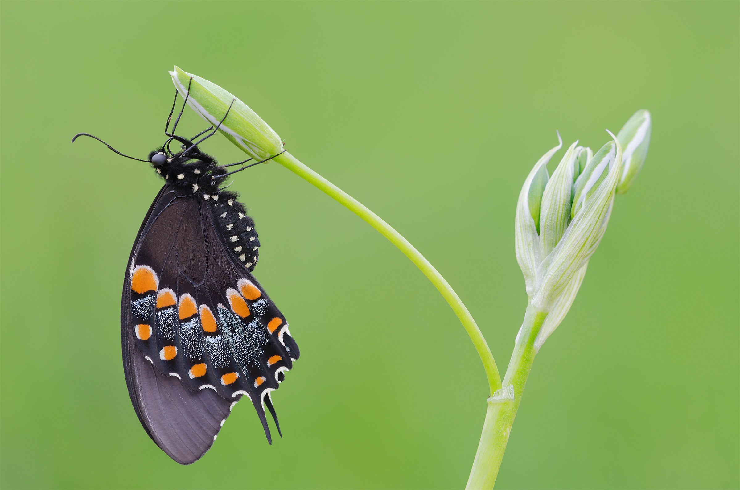 Papilio Troilus...