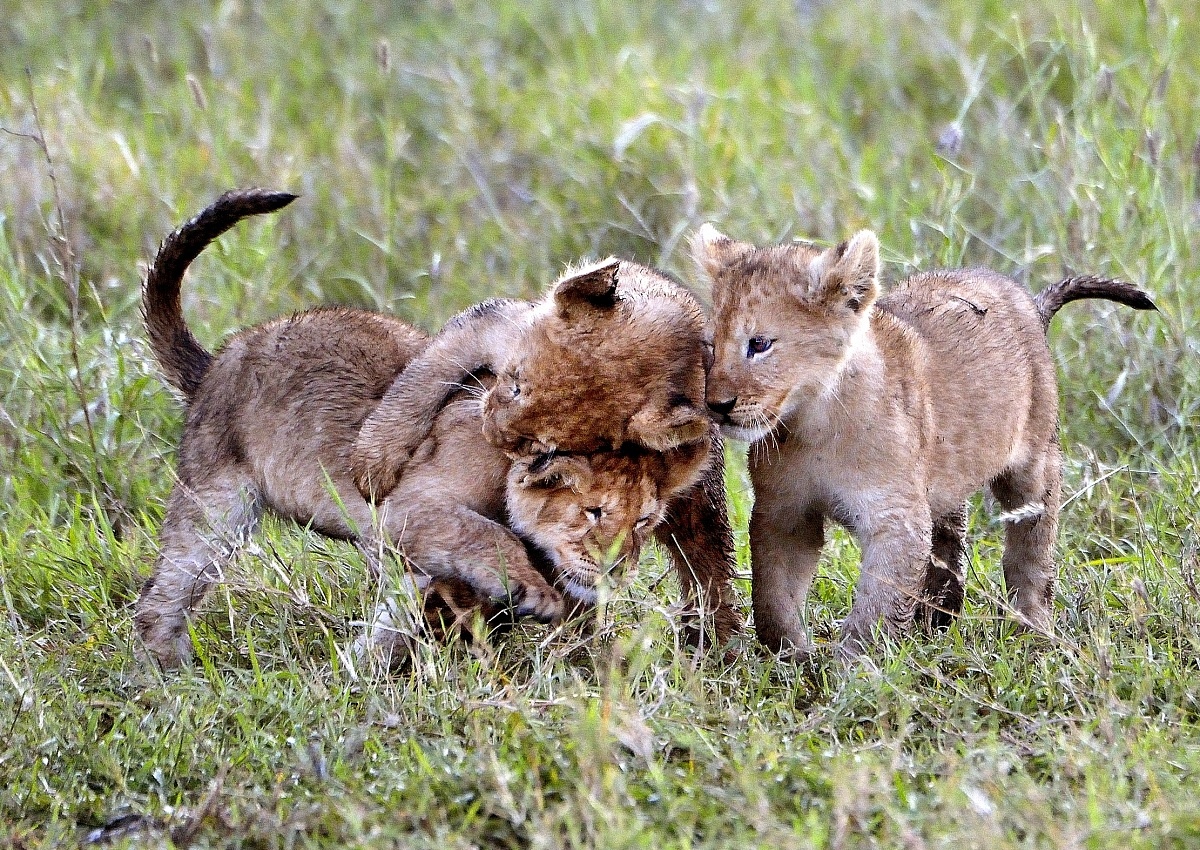 Serengeti - lion cubs...