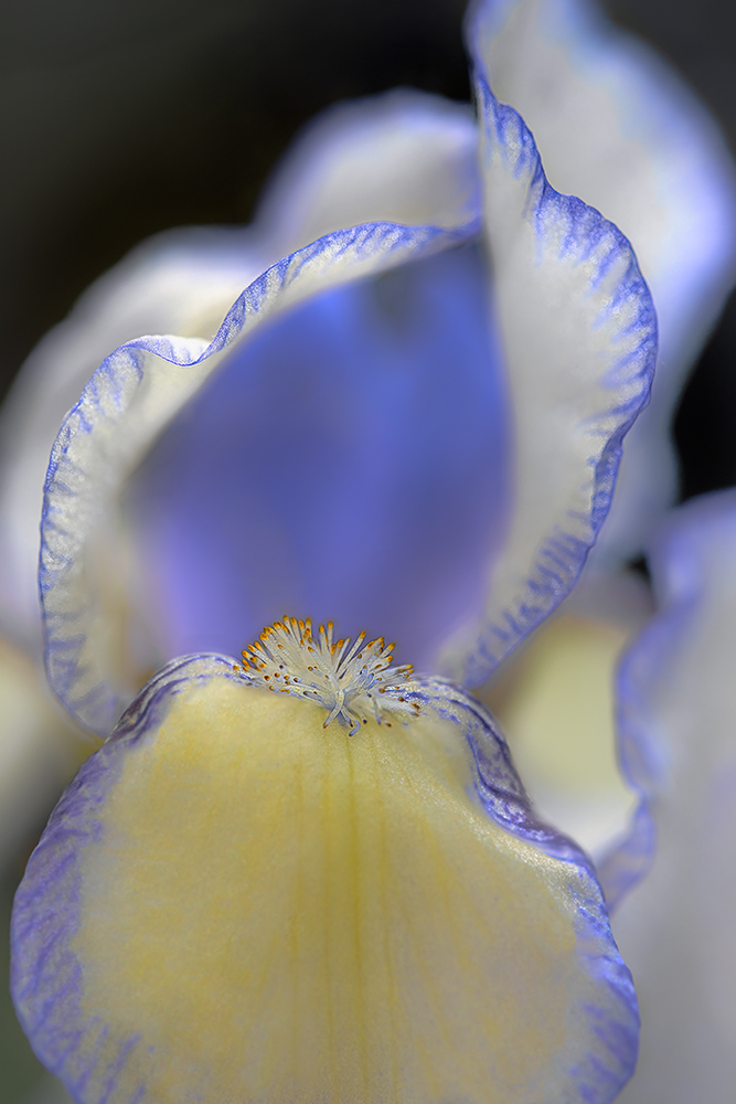 Iris yellow and blue...