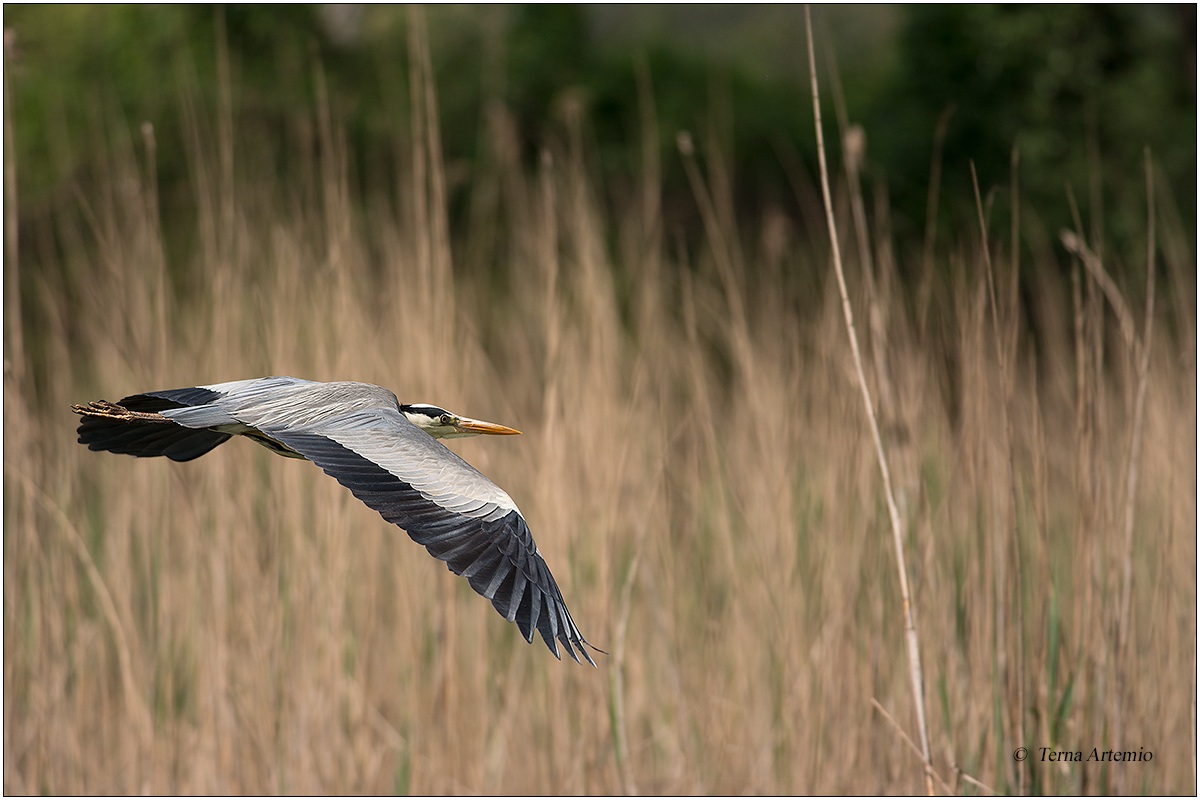 Grey Heron in flight grazing...