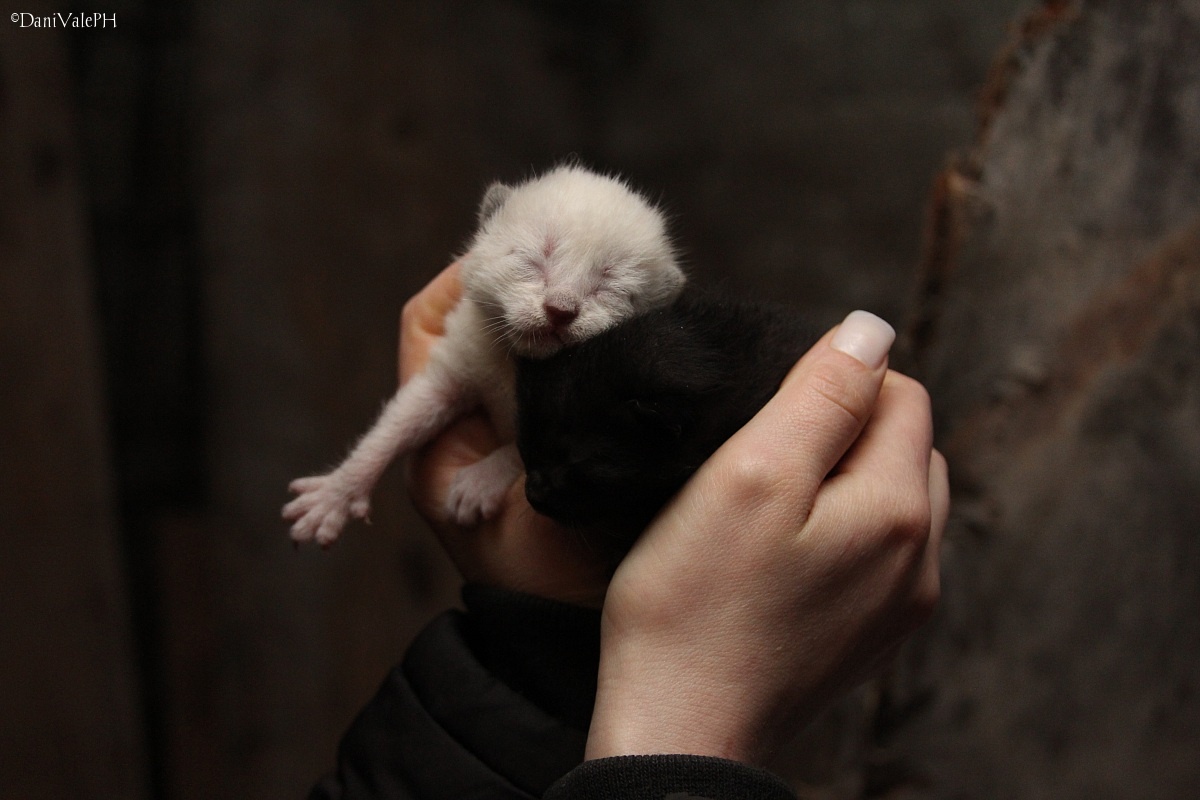 Kittens ......