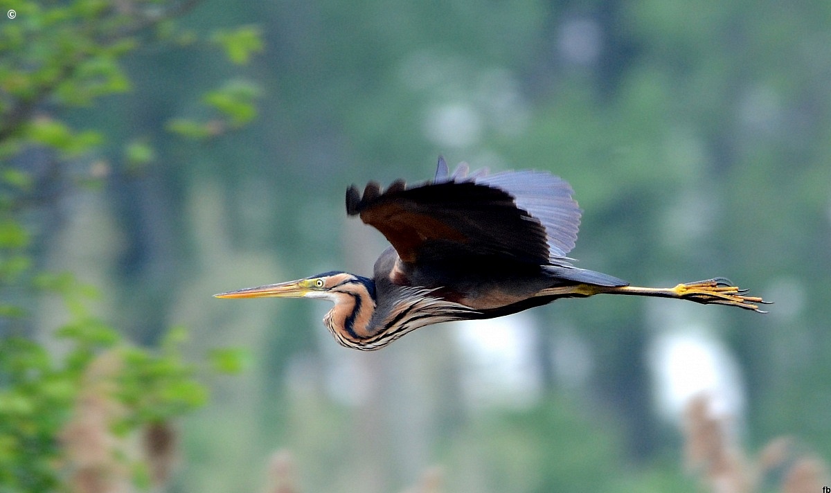 purple heron...