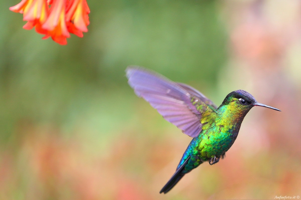 Colibrì in volo...