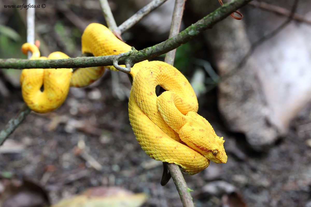 Yellow Eyelash Viper (Bothriechis schlegelii)...