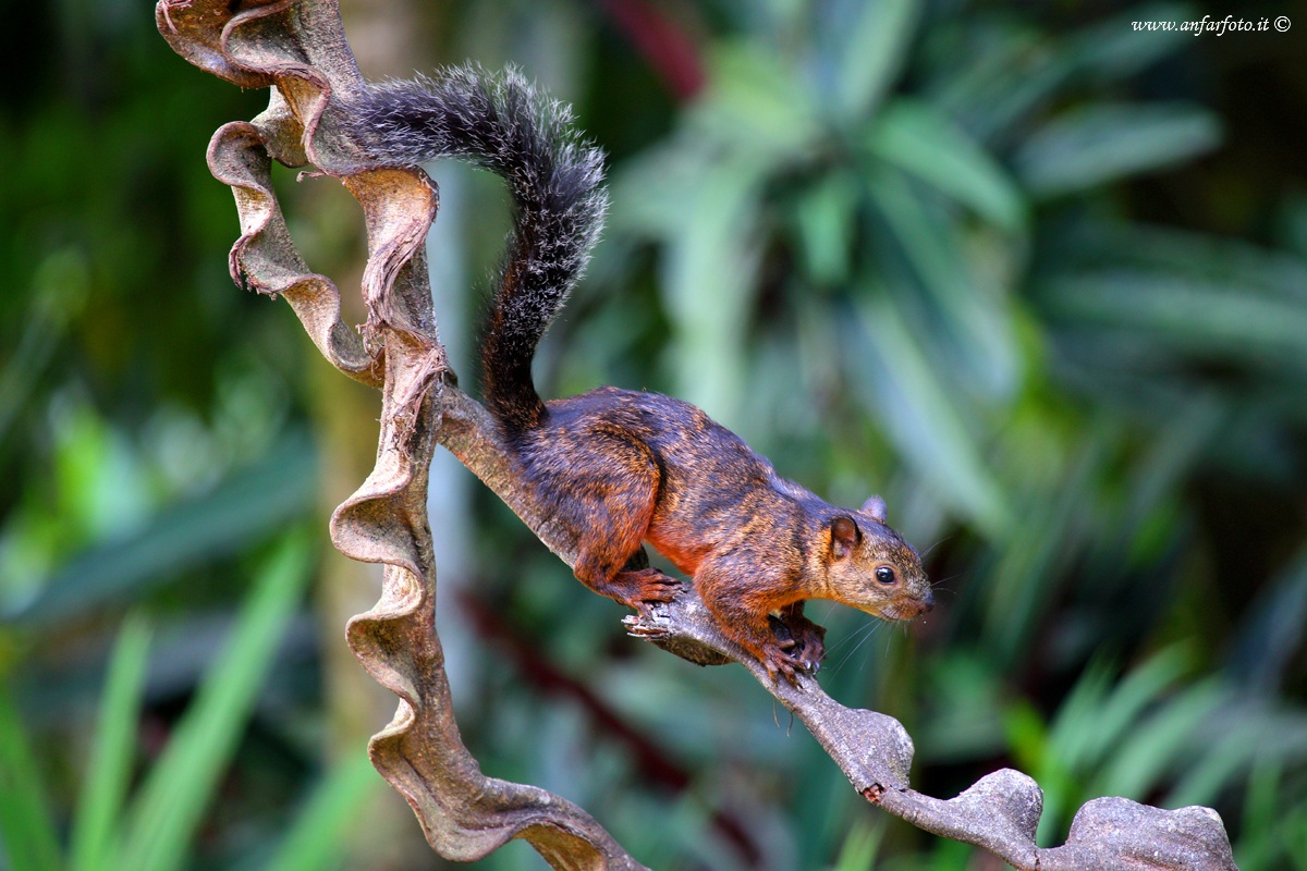 Arboreal squirrel (Sciurus variegated)...