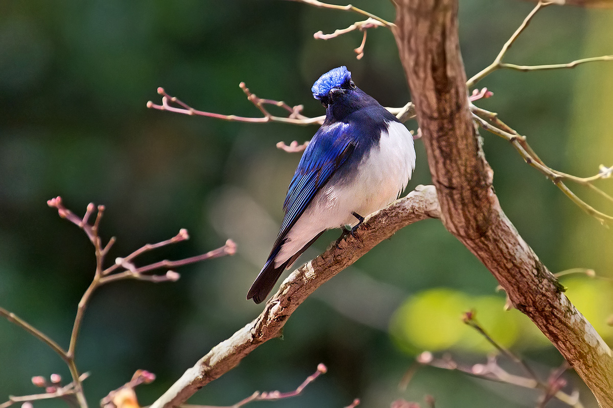 Blue and White Flycatcher...