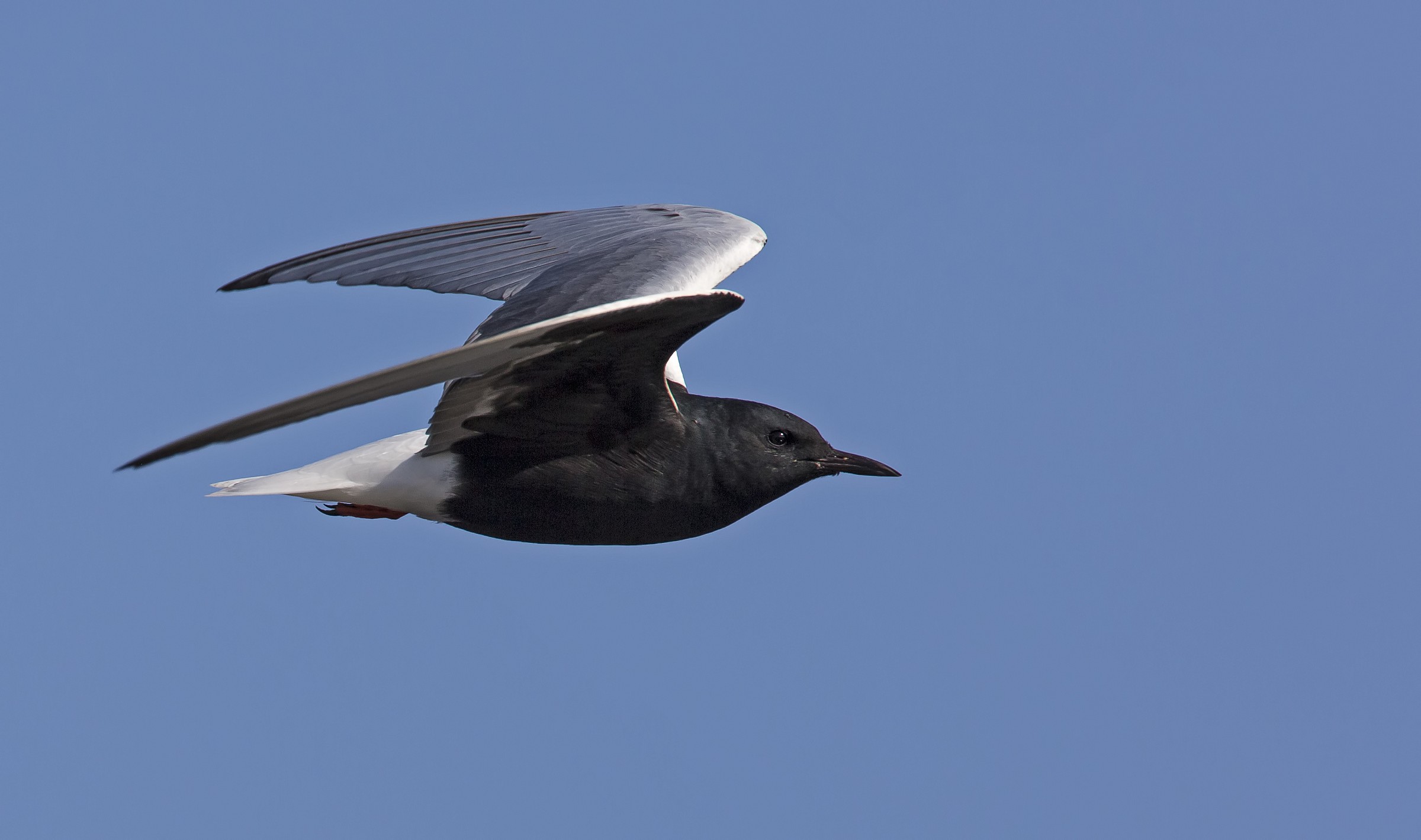 Focus on the black tern...