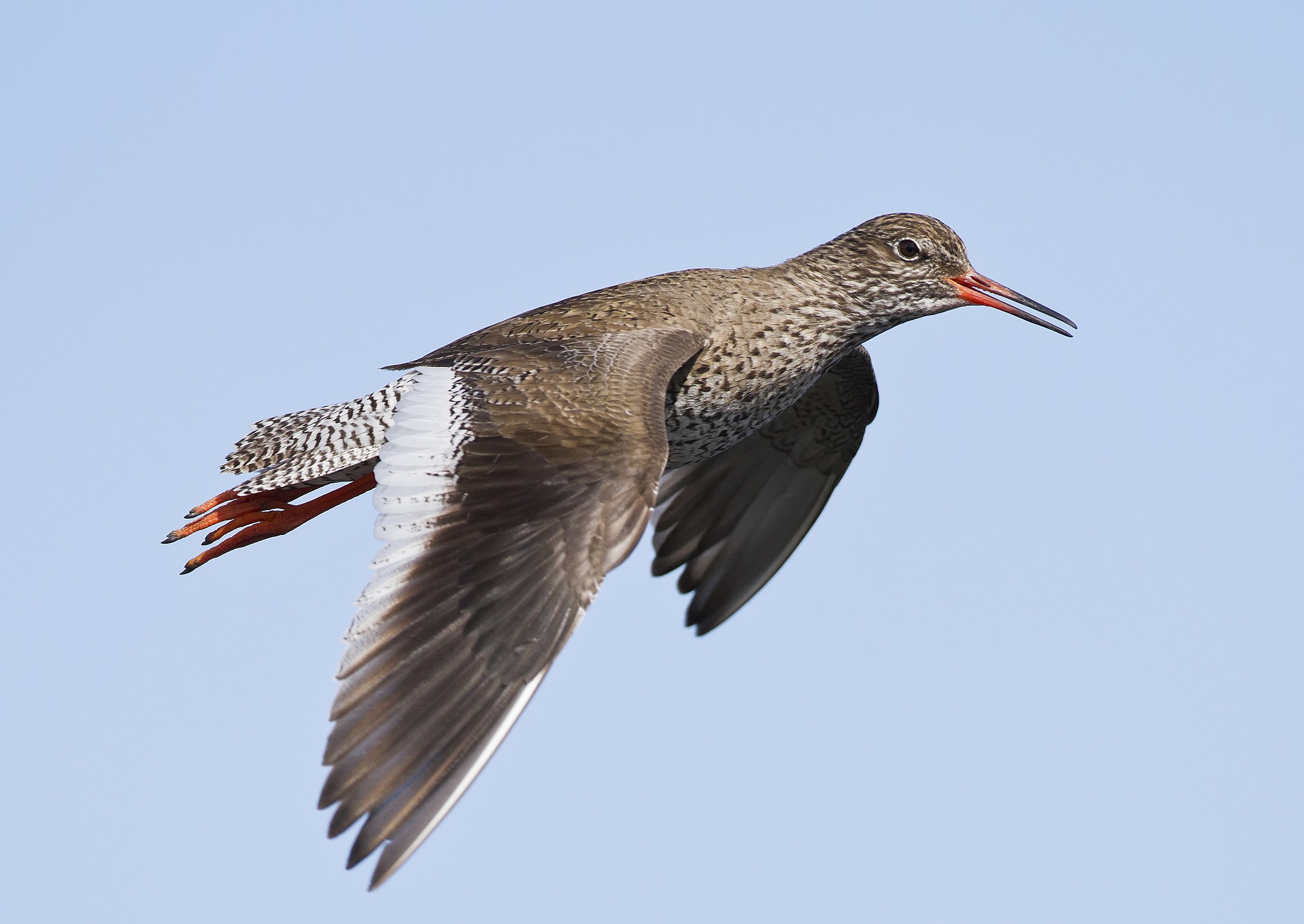 Redshank on the fly...