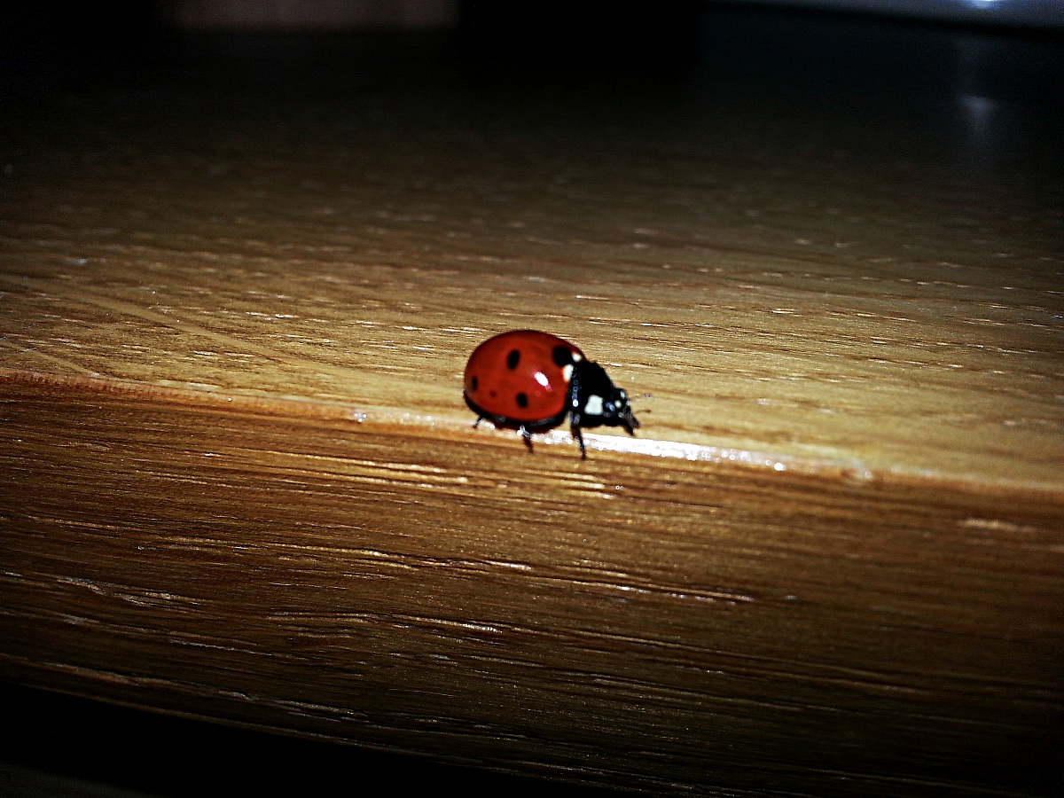Ladybug .....