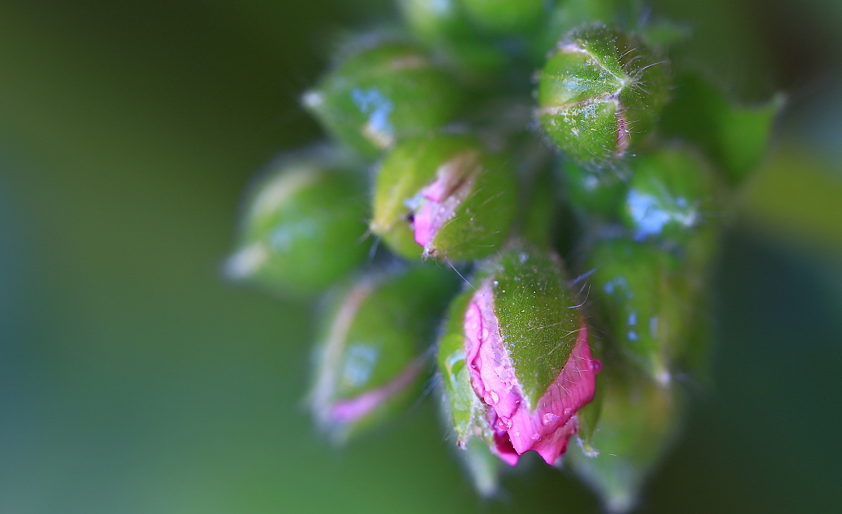 Geranium in bloom...