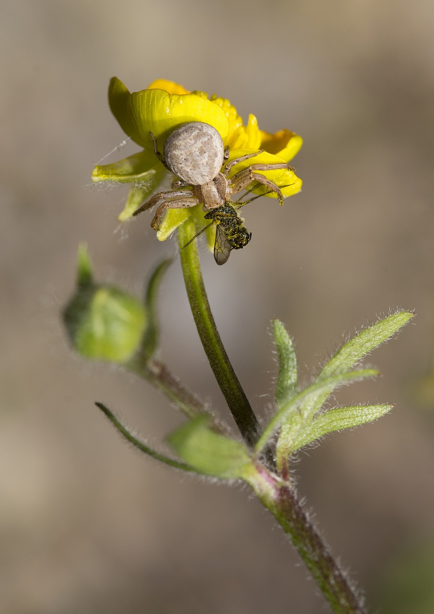 Macro...