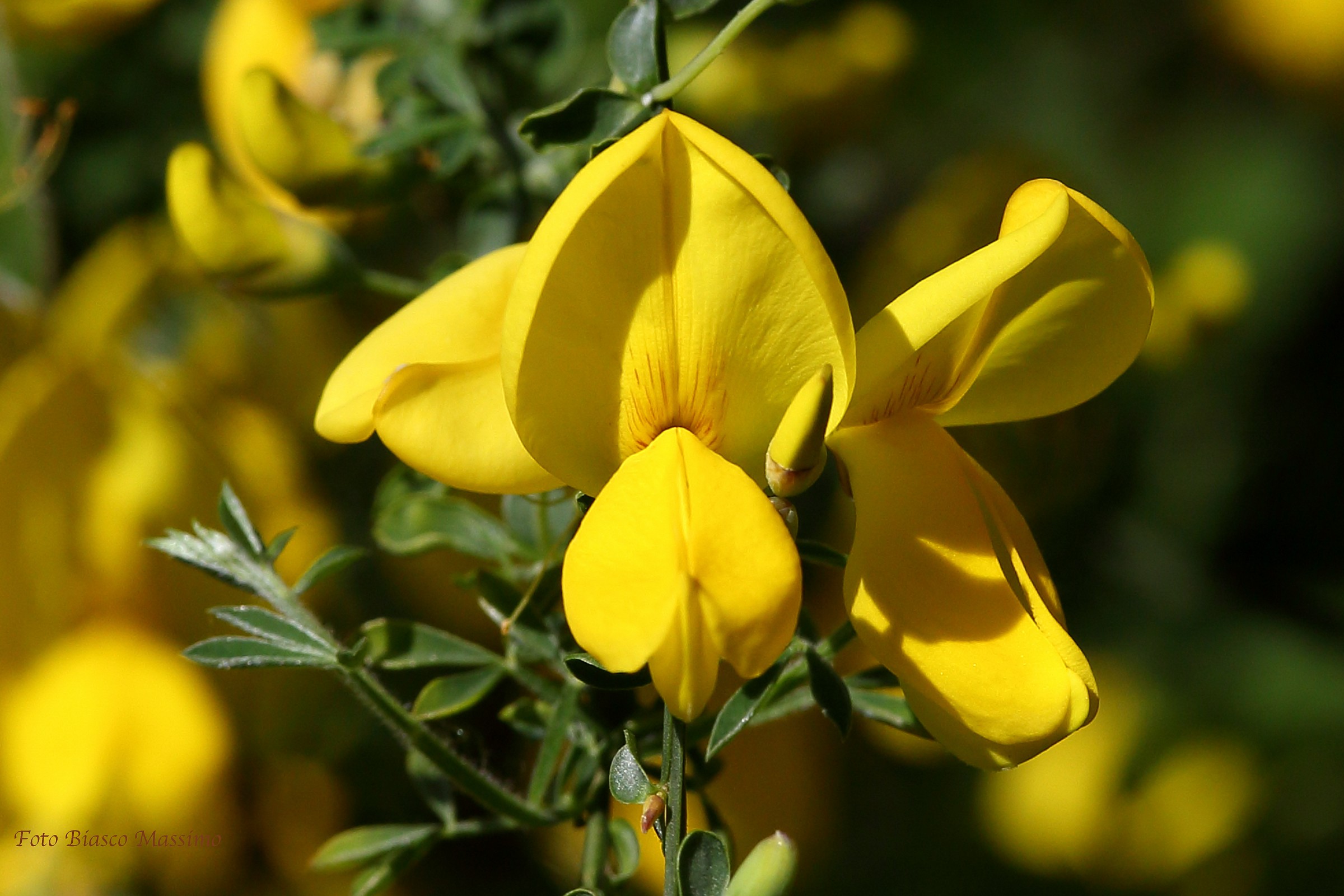 Fiore di Ginestra...