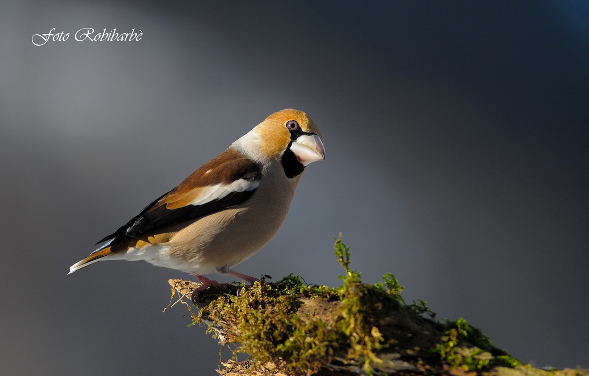 Hawfinch .... really curious .......