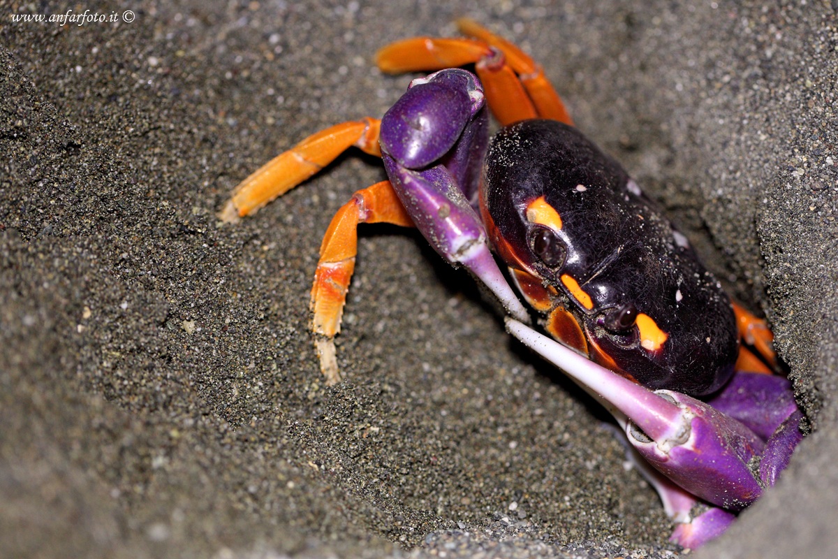 Halloween crab...