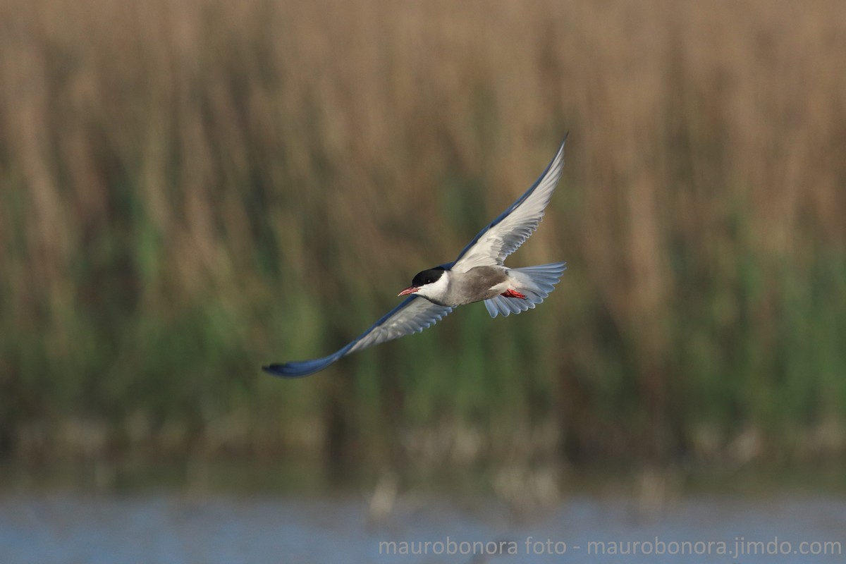 Black Tern in flight...
