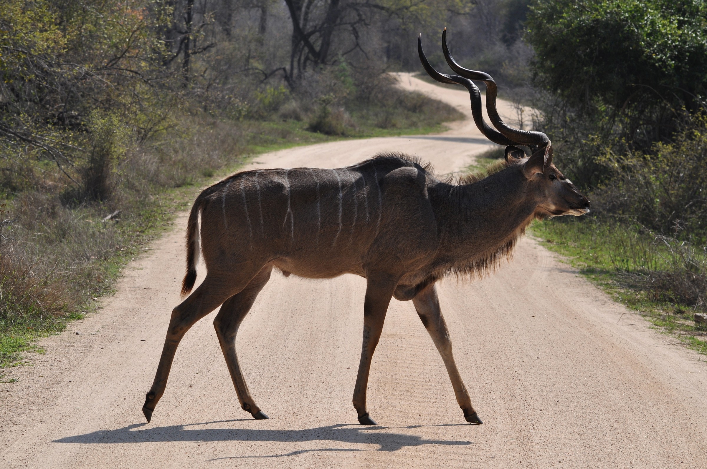 Kruger park, antilope...