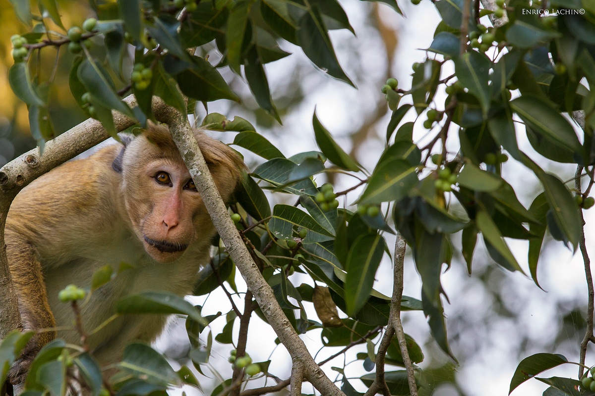Ceylon macaque...