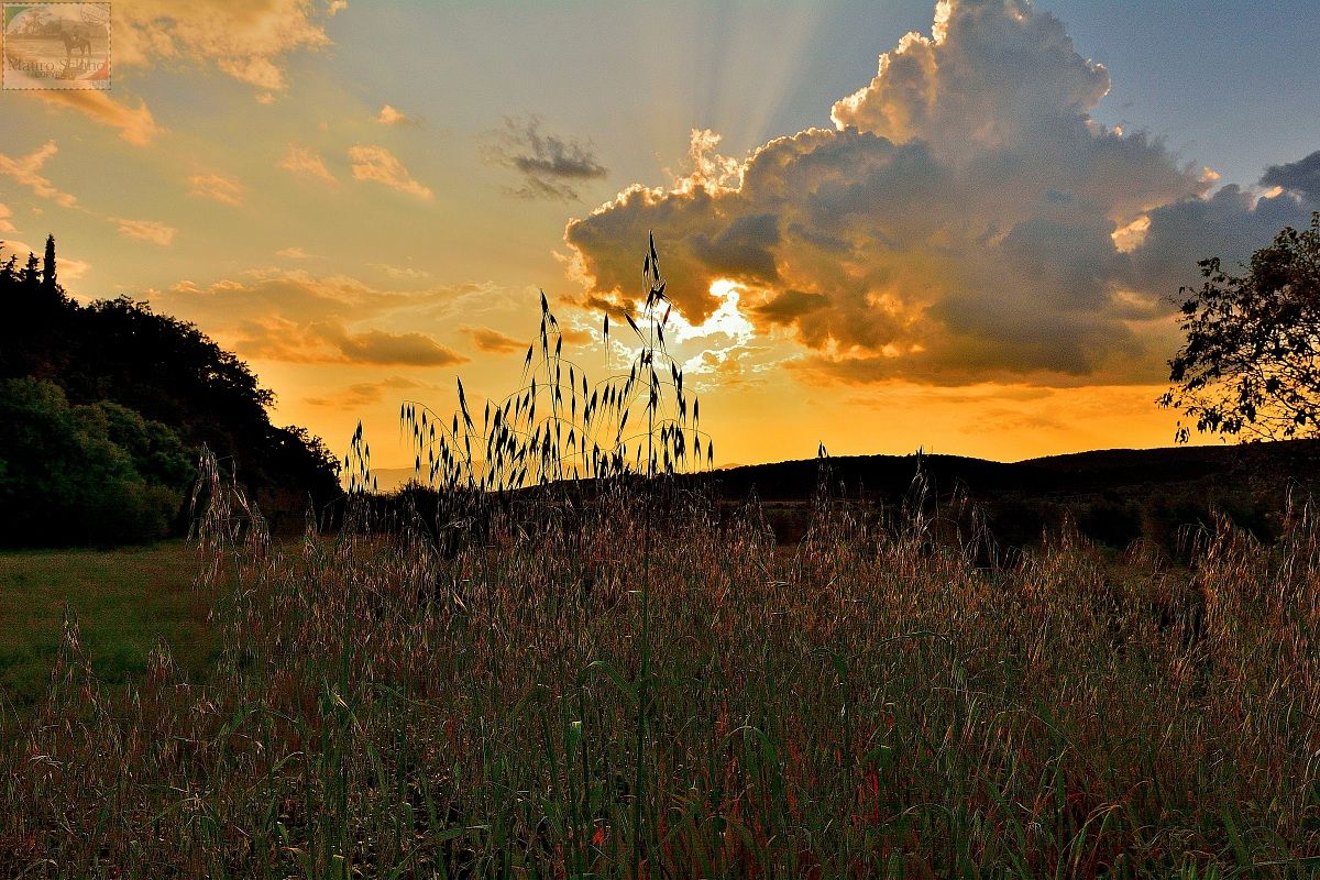 Maremma...