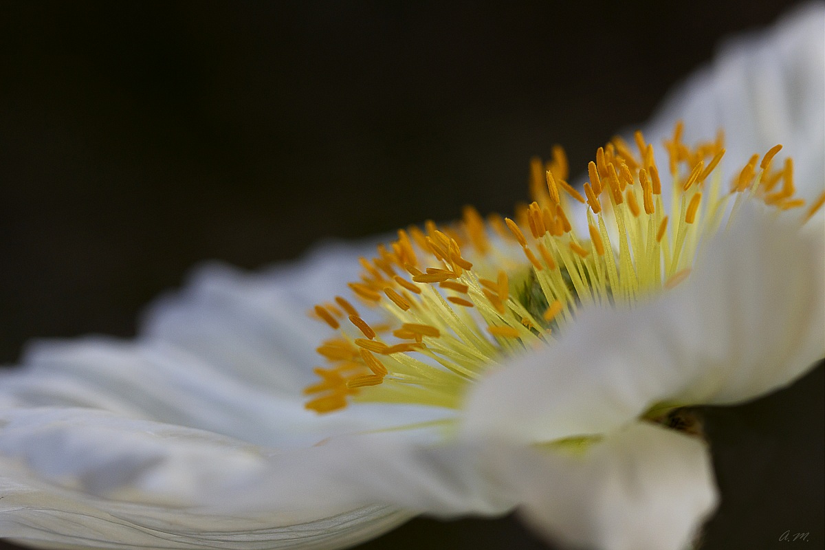 Inside a flower...