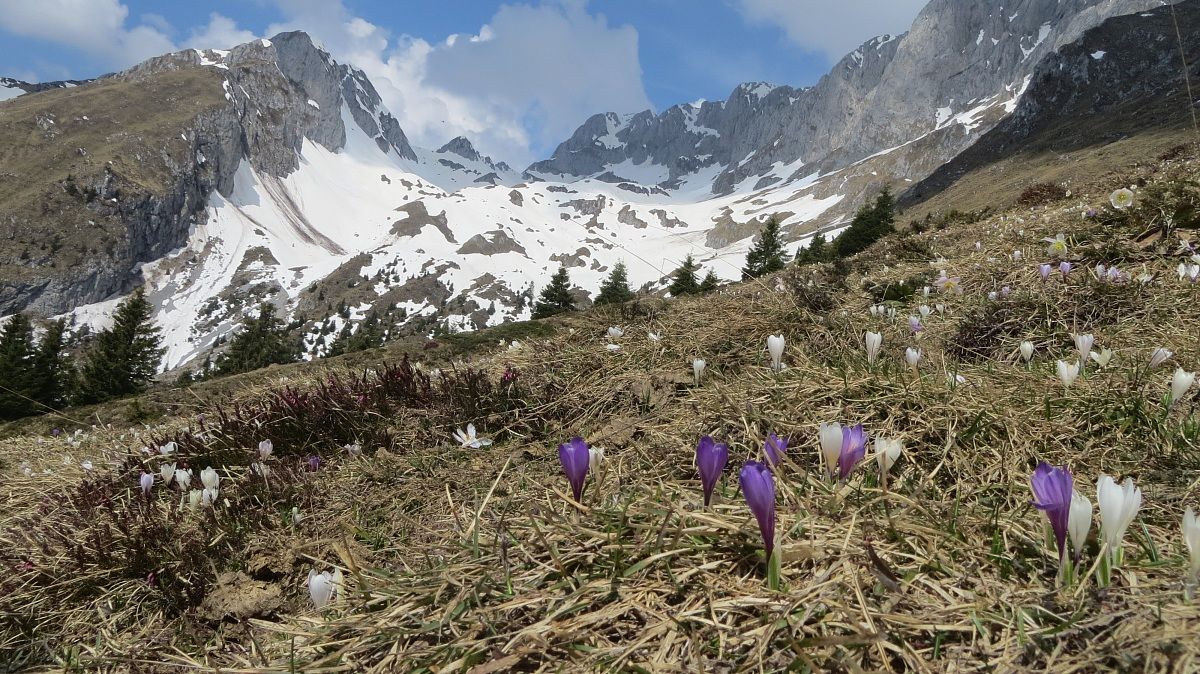 crocus...