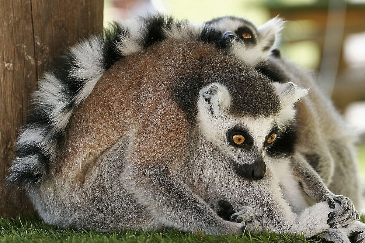 Lemurs...