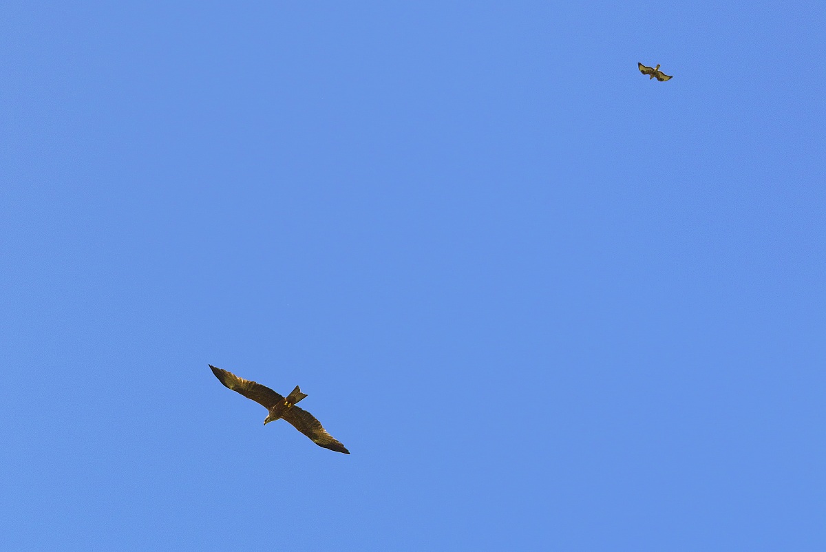 birds of prey in flight...