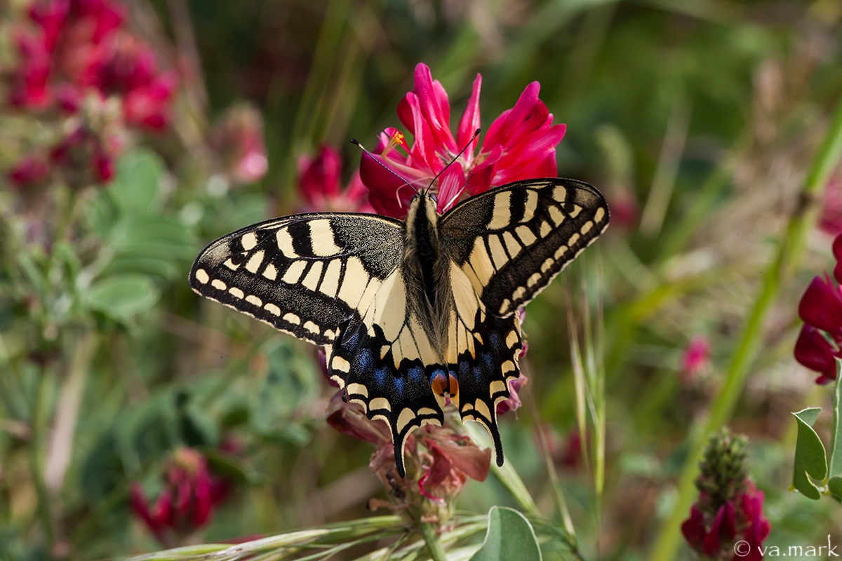 Papilio machaon...