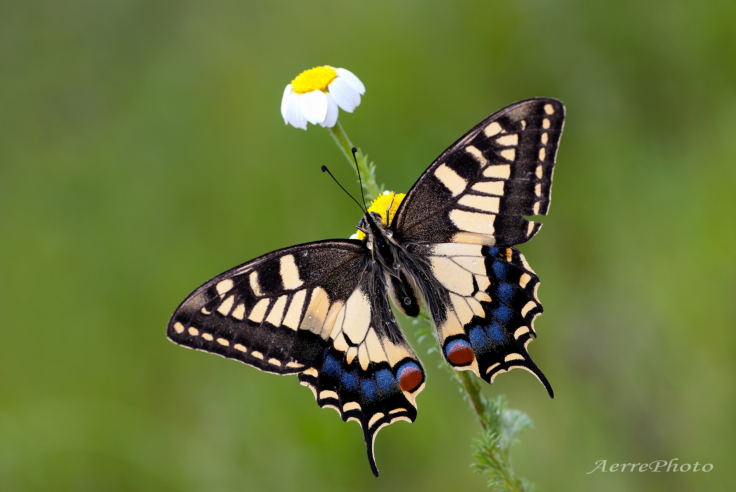 The colors of Machaon 1...