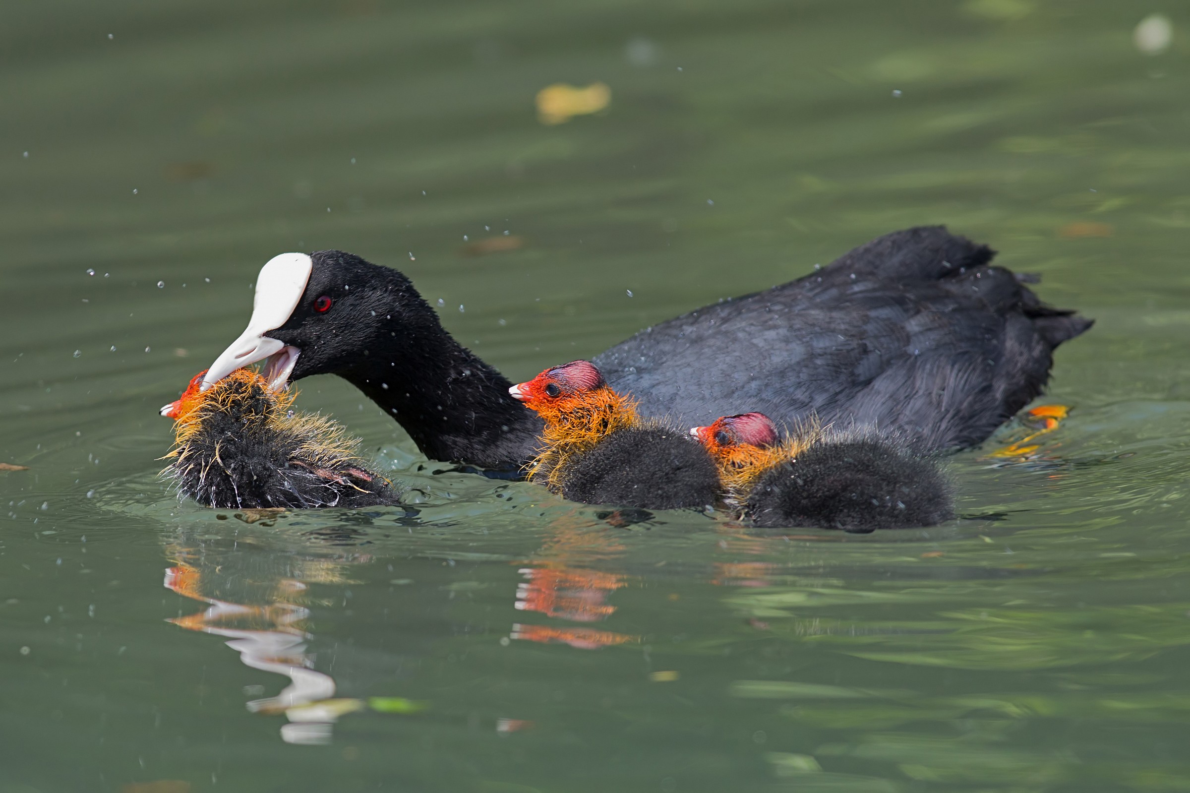 The scolding mother coot...