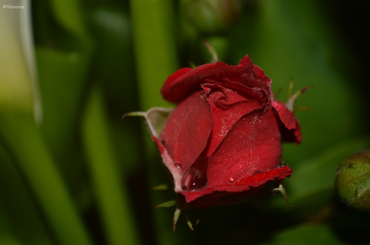 Wild Rose...