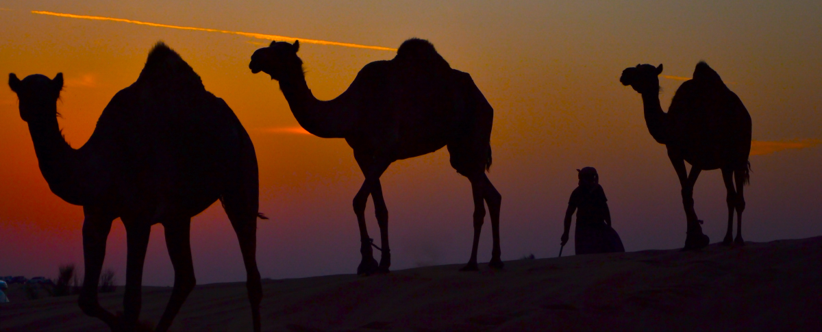 Silohuette camels...