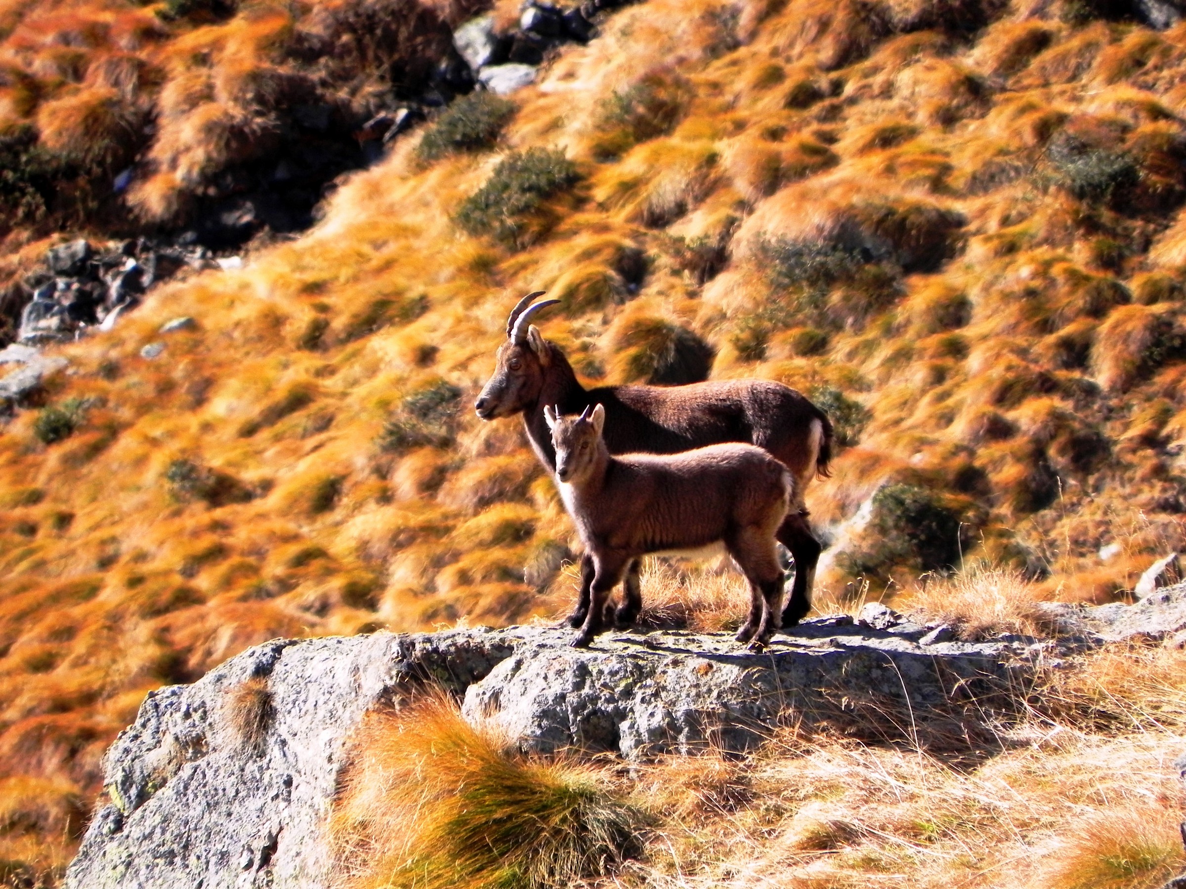 Ibex in Val Cane...