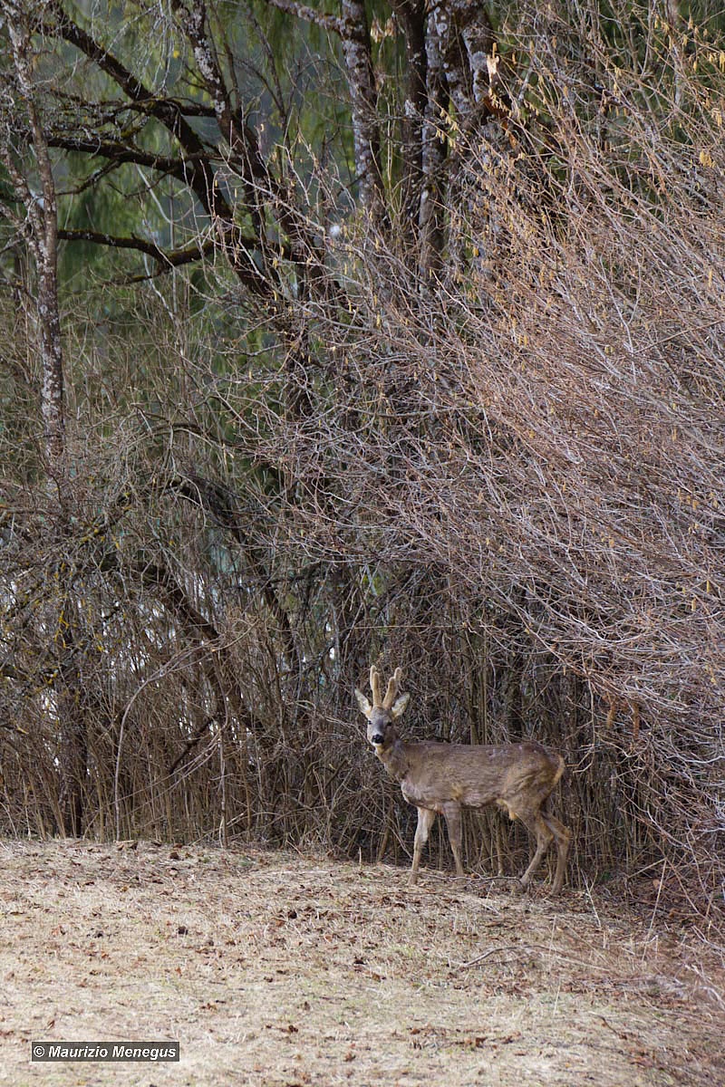 The deer in the spring environment...