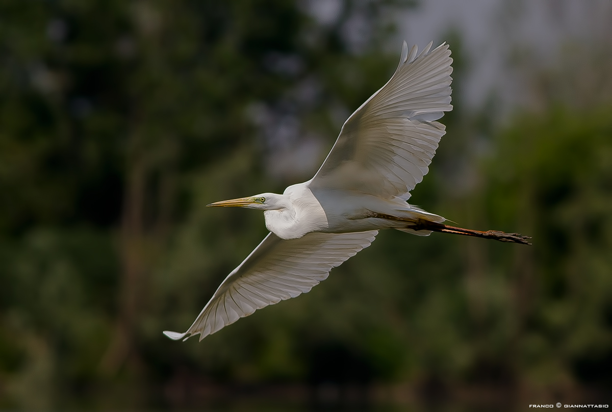 Great Egret....