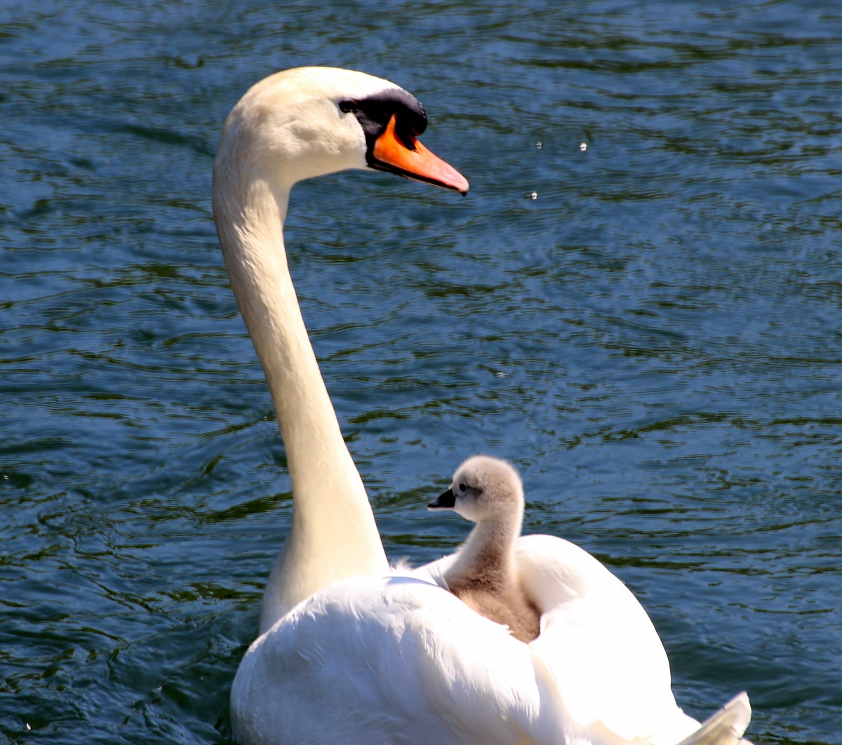 Swans...