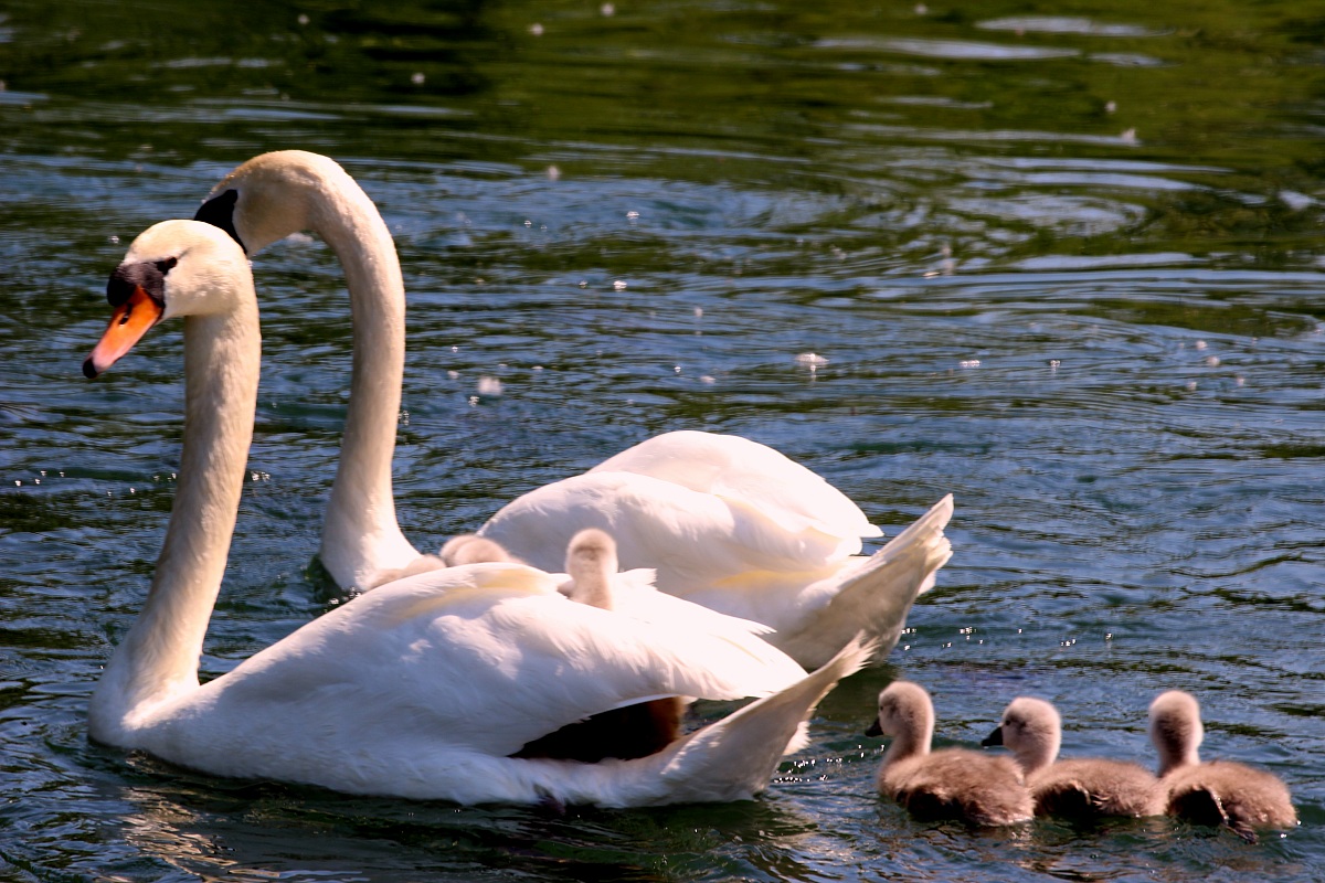 Swans...