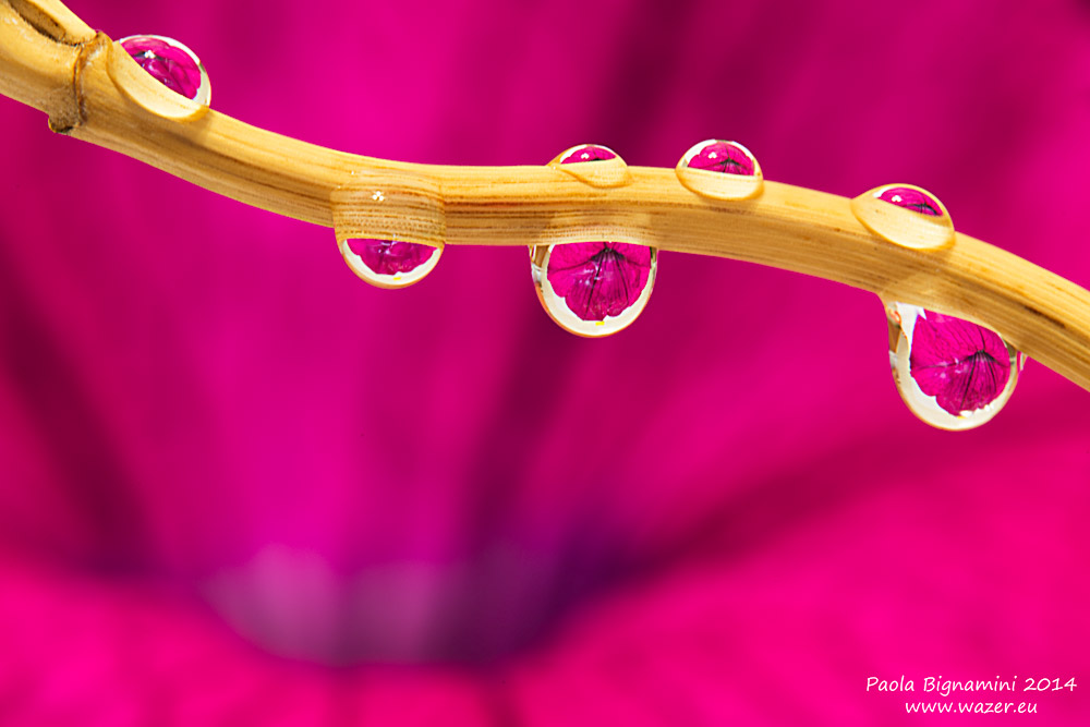 drops of flowers...