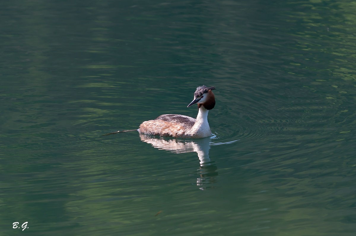 Grebe in Ticino...