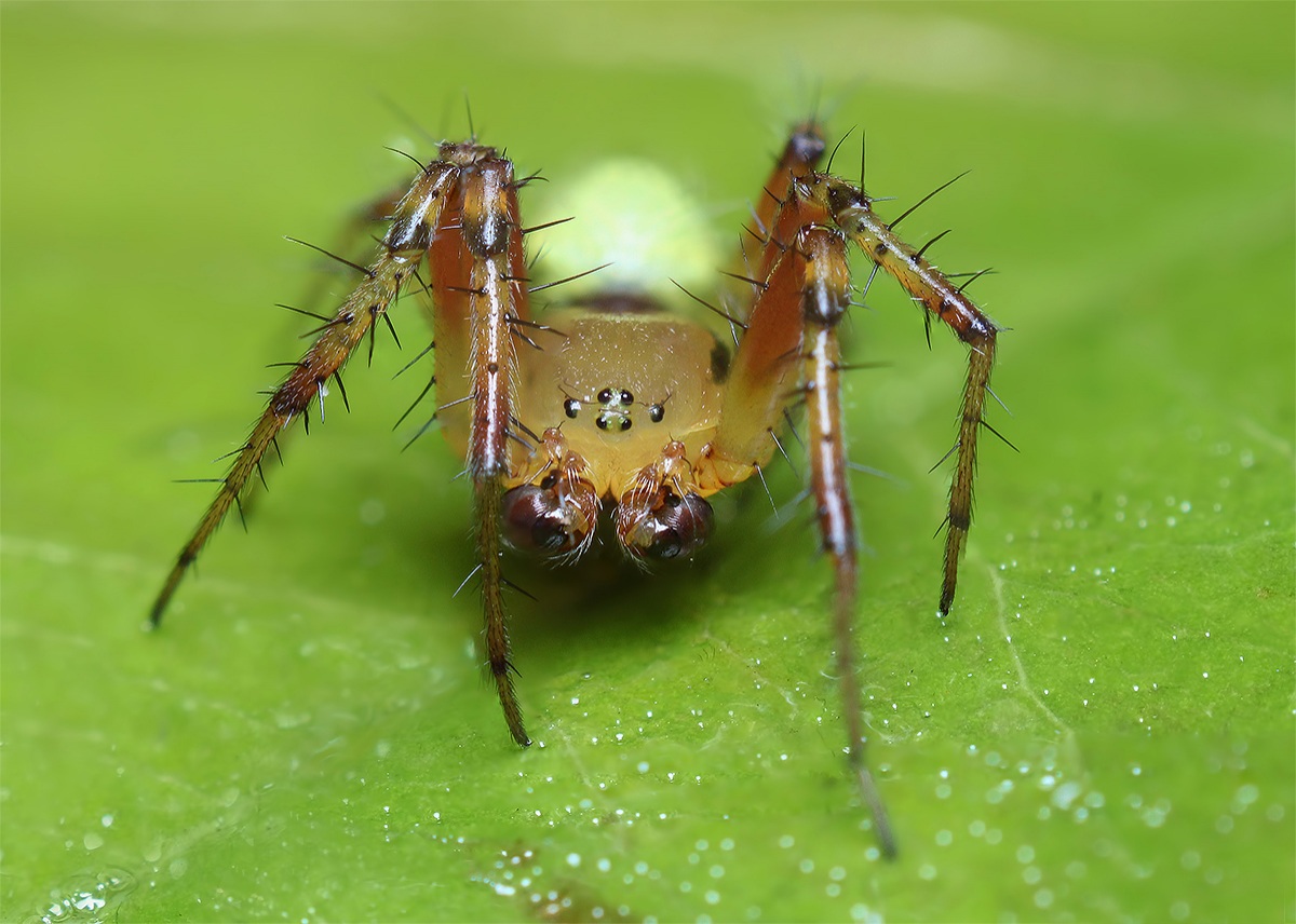Araniella cucurbitina (male)...