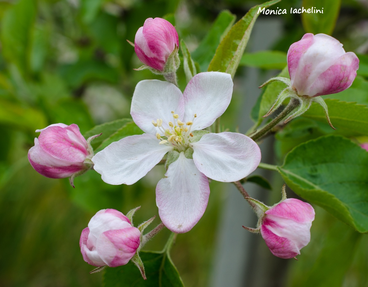 Apple Blossoms...