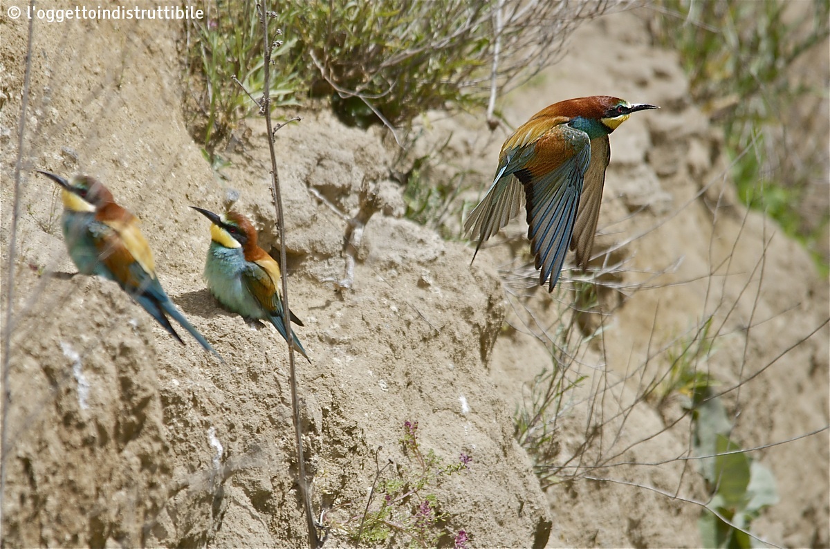 2014 Bee-eaters...