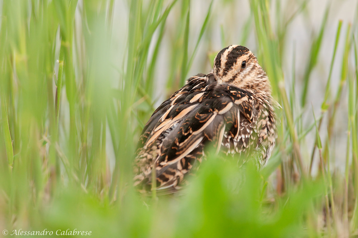 Snipe at rest...