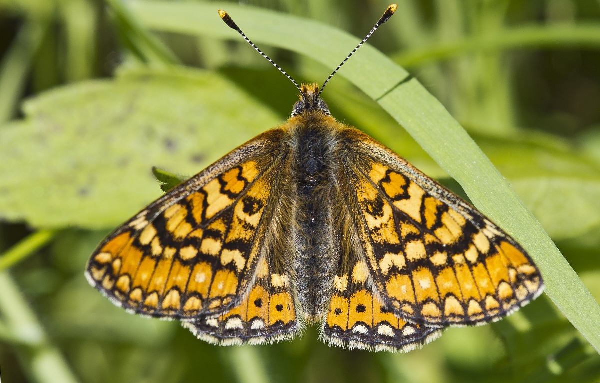 Marsh fritillary sub. provincialis...