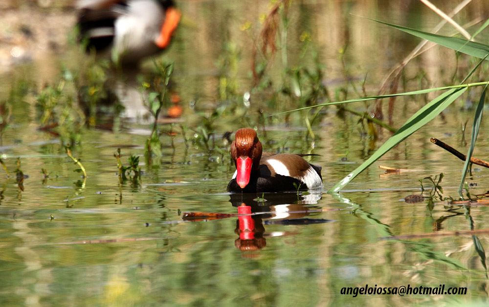 Pochard Turkish...