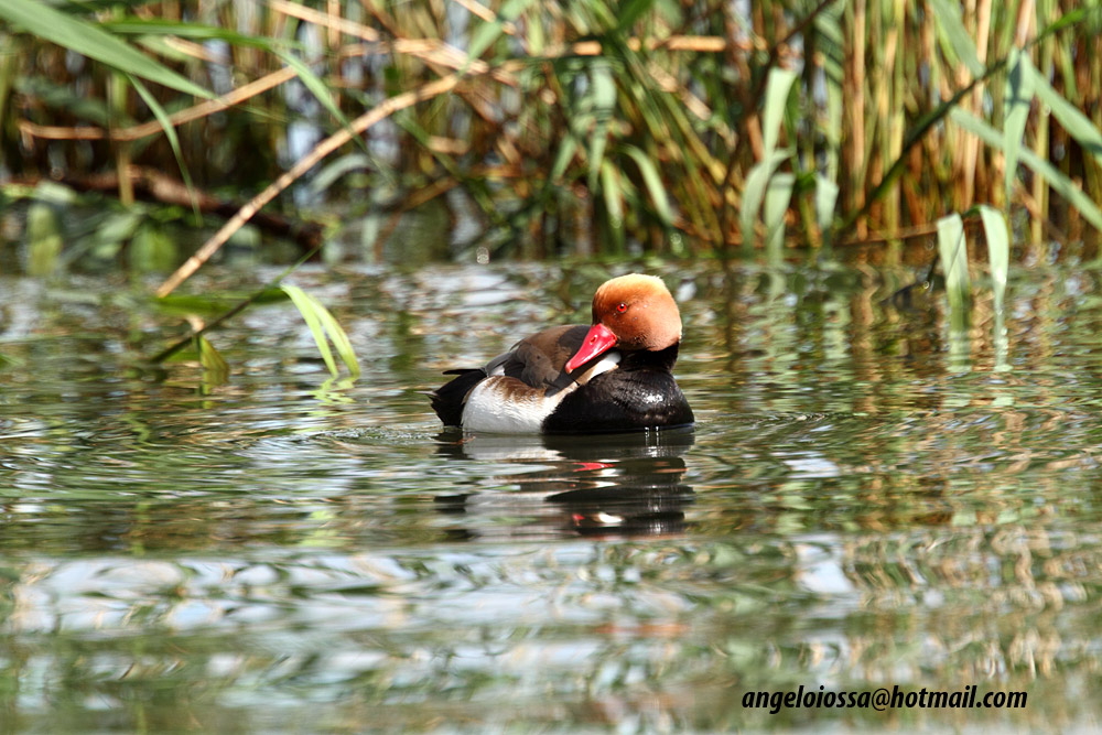 Pochard Turkish...