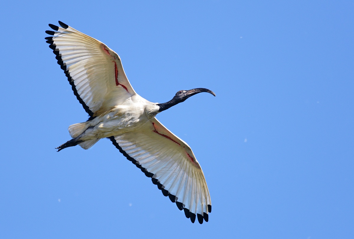 sacred ibis...