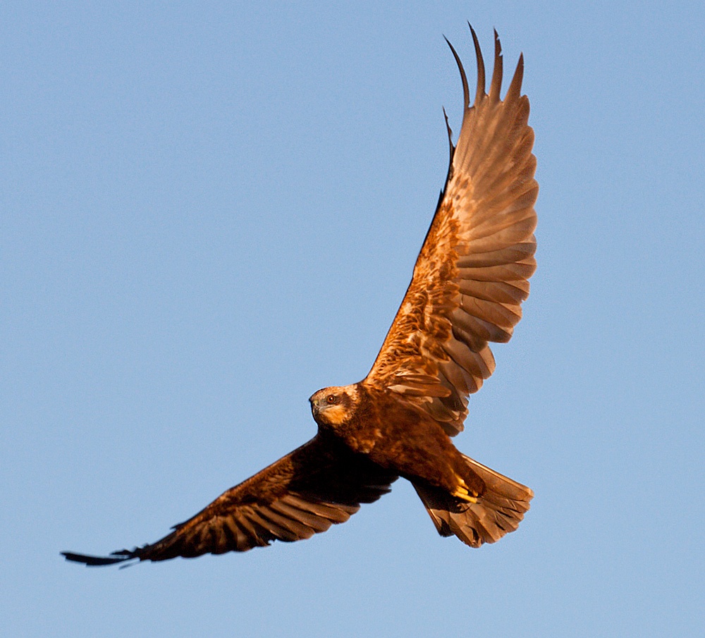 Marsh Harrier...