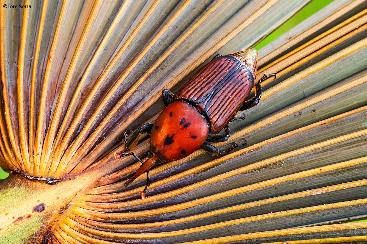Red Palm Weevil...
