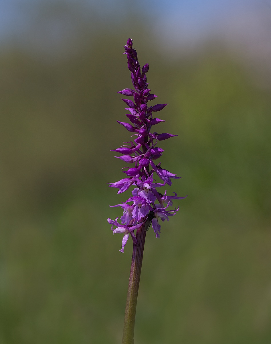 orchis mascula...
